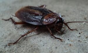 karaluchy