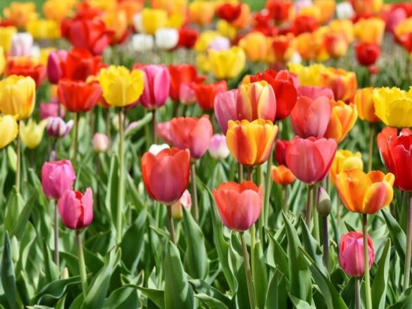 jak przechować cebulki tulipanów
