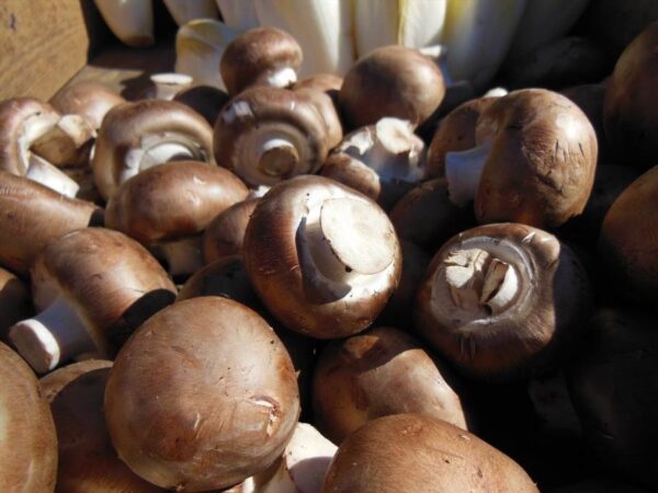 pieczarki hodowla